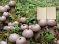 Игра Lycoperdon гъба Land Escape онлайн
