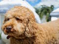 Игра Пъзел Labradoodle  онлайн