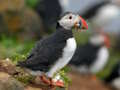 Игра Puffin Bird Jigsaw онлайн