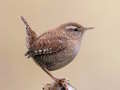 Игра Birdlingo онлайн